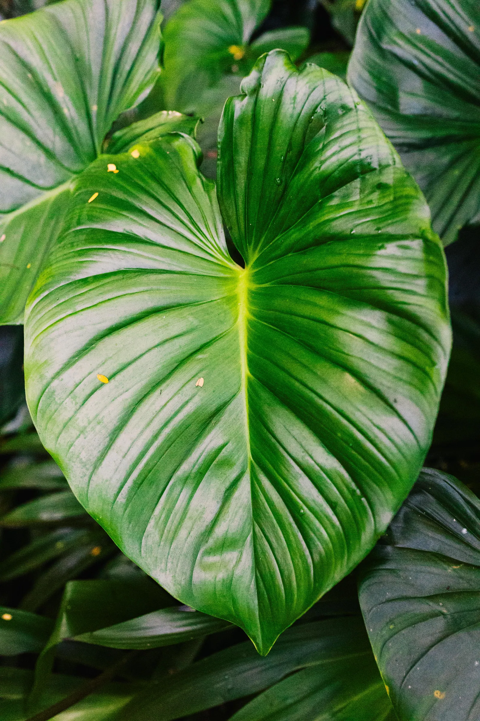 Viaggi — Bali, fotografia 18 di 28