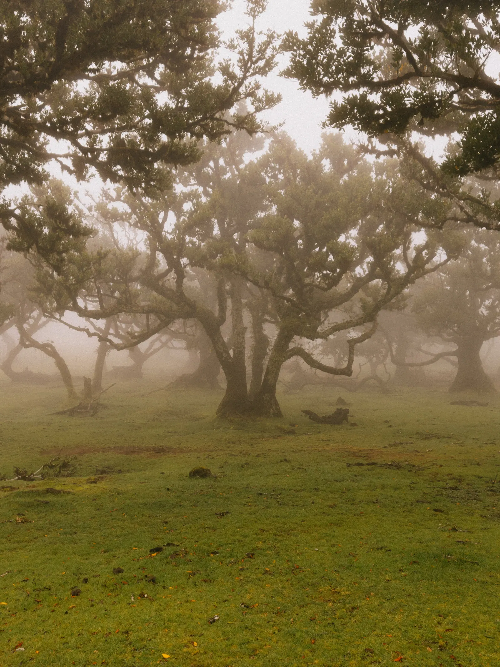 Viaggi — Madeira, fotografia 18 di 27